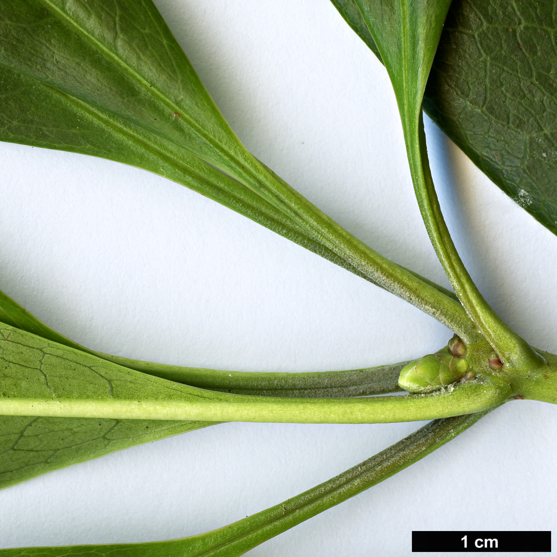 High resolution image: Family: Ericaceae - Genus: Rhododendron - Taxon: latoucheae - SpeciesSub: var. latoucheae